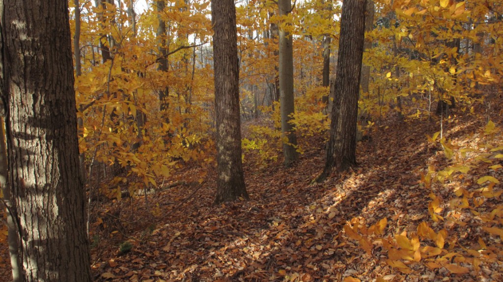Fall colors along the Finger Lakes Trail in Danby State Forest