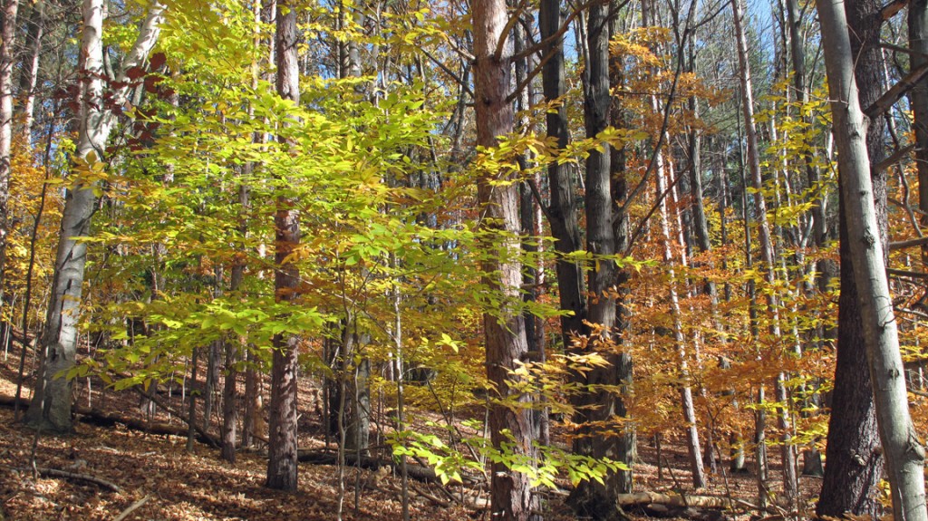 Lingering fall colors in Buttermilk Falls State Park, Ithaca, NY
