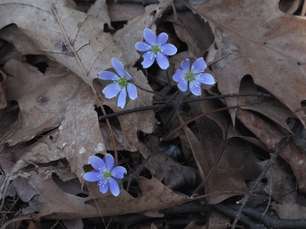 Hepatica hepatica spring wildflowers Buttermilk Falls State Park Ithaca Finger Lakes