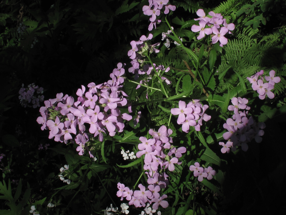 dame's rocket, wildflower, garden, invasive species, Buttermilk Falls State Park, Ithaca, Finger Lakes