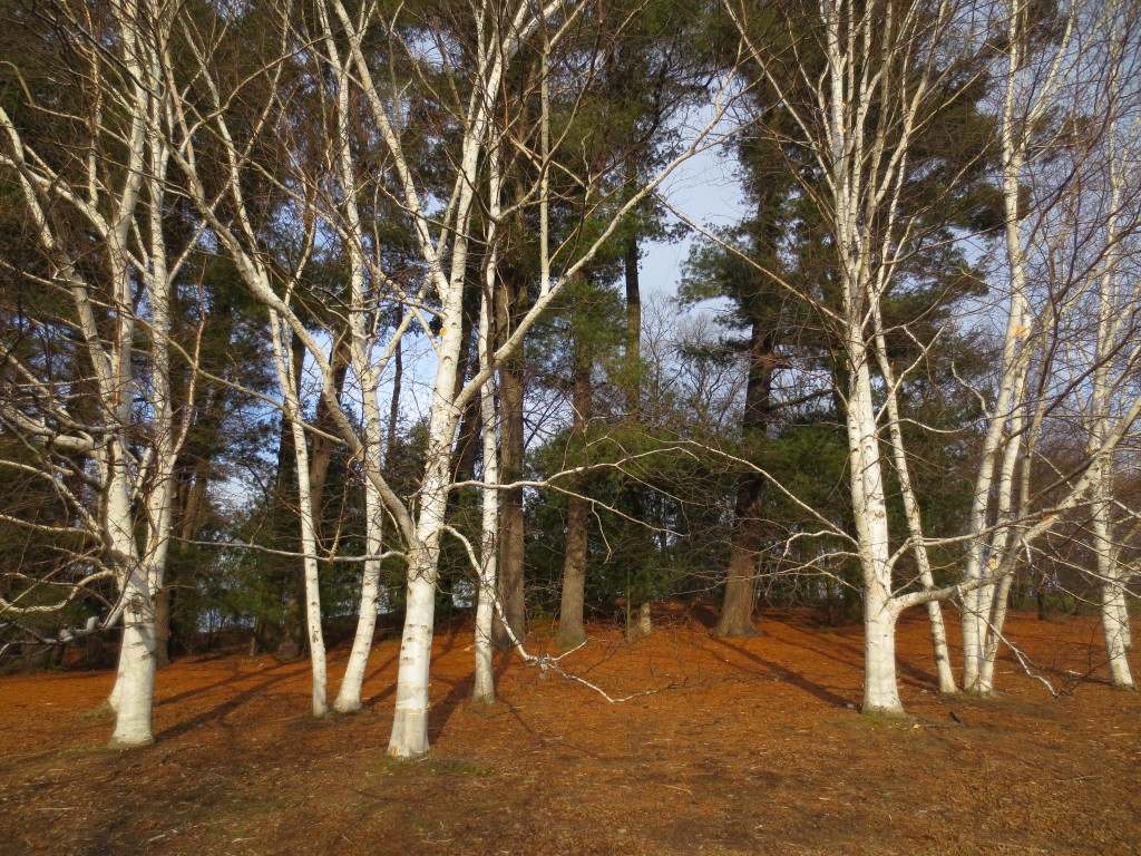 Paper birch at Cornell Plantations, Ithaca, NY
