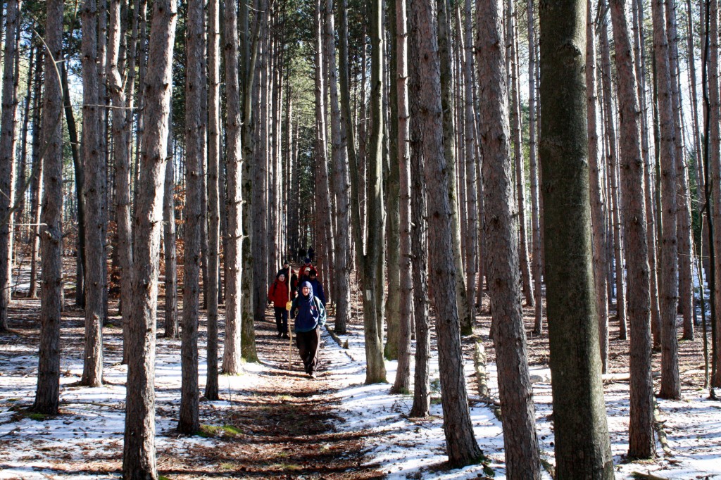 Hiking on the Finger Lakes Trail in Danby State Forest near Ithaca, NY, Finger Lakes.