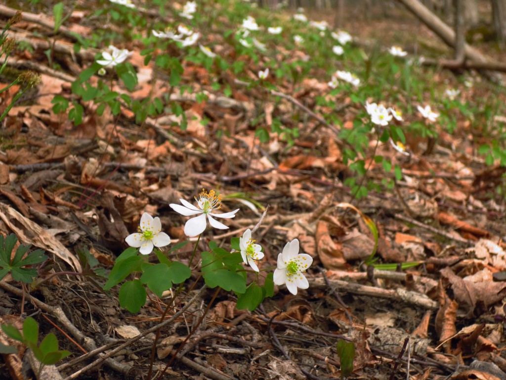 Rue anemone wildflower, Buttermilk Falls State Park, Ithaca, NY