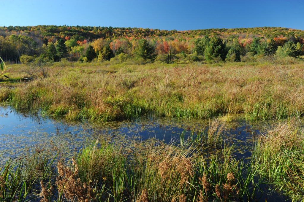 Roy H. Park Preserve Finger Lakes Land Trust preserve, Tompkins County, Finger Lakes, NY