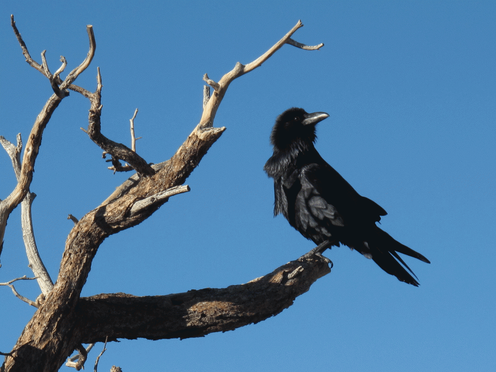 Go Ravens! | Walk in the Park